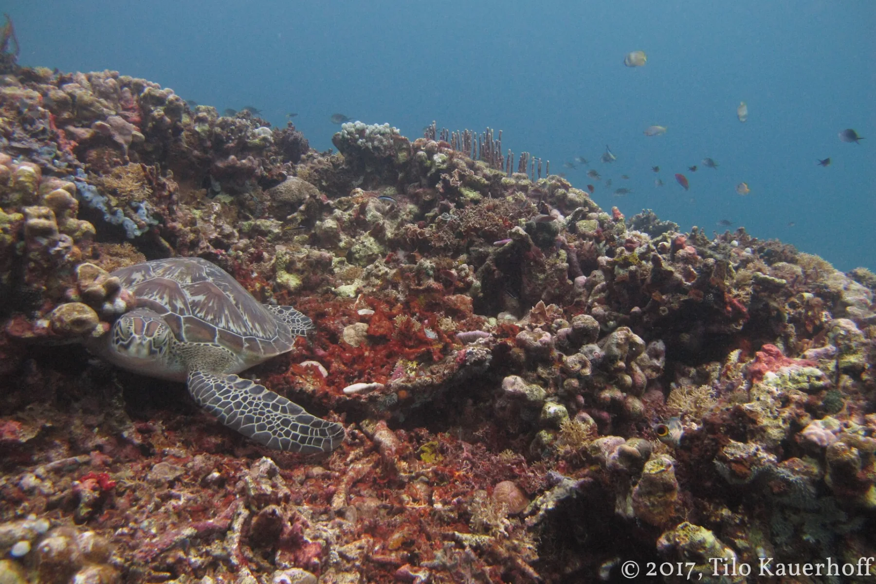 Groene zeeschildpad op koraalrif bij de Gili-eilanden, Indonesië
