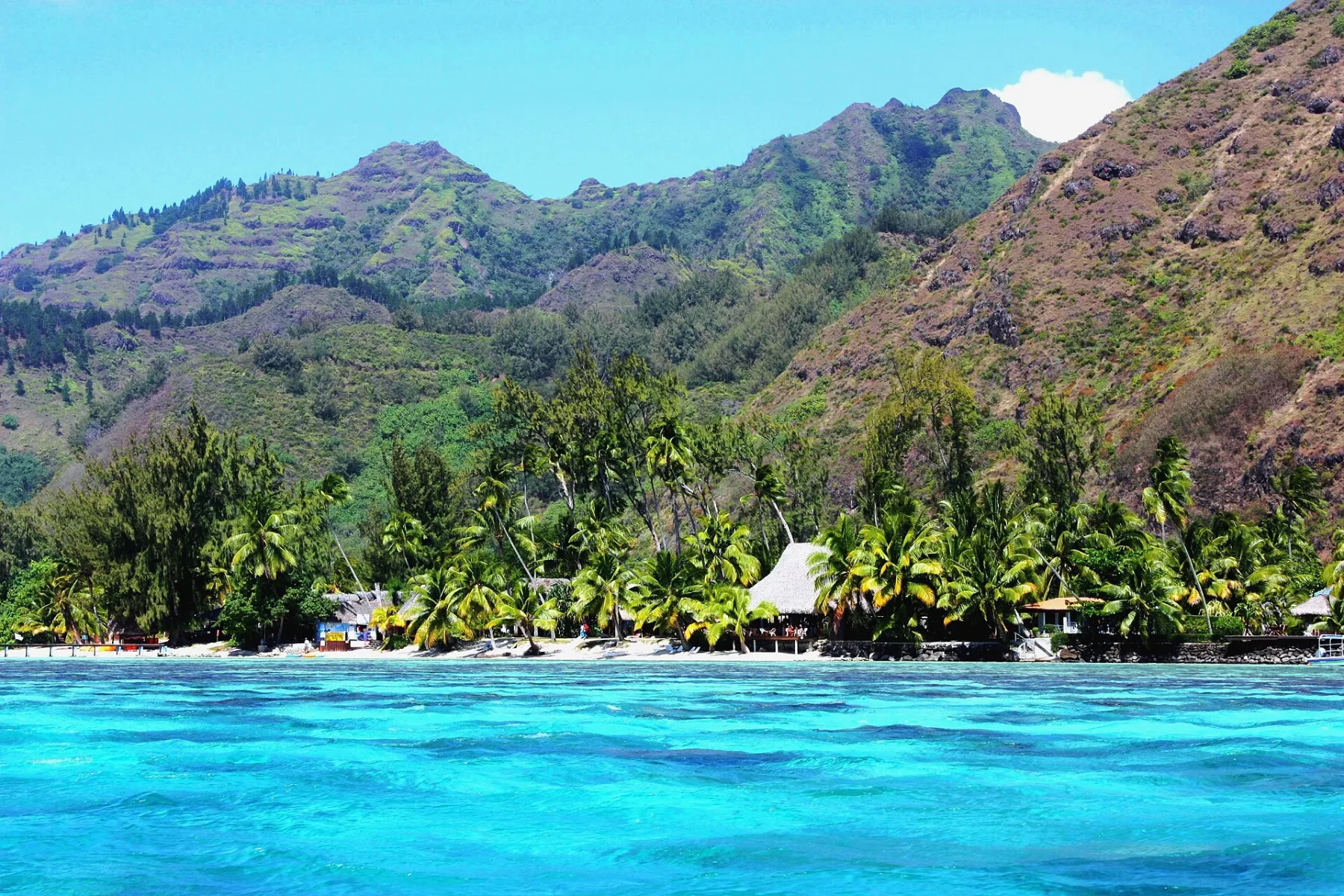 Turquoise lagune bij Hauru Point, Moorea, met palmbomen en groene vulkaanbergen op de achtergrond